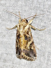 Spodoptera littoralis