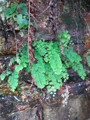 Adiantum