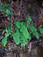 Adiantum