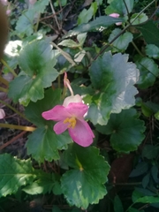 Begonia uniflora