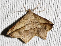 Chiasmia simplicilinea