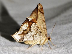 Chiasmia simplicilinea