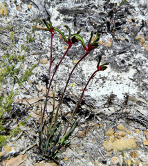 Anigozanthos bicolor