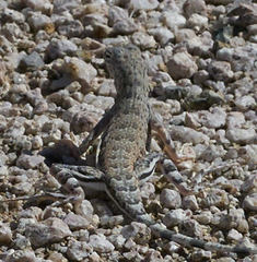 Callisaurus draconoides rhodostictus