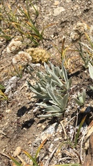 Antennaria lanata