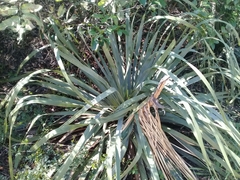 Dasylirion berlandieri