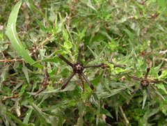 Matelea trachyantha