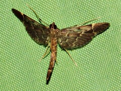 Duponchelia lanceolalis