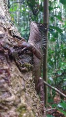 Acanthosaura phuketensis