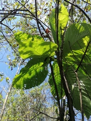 Condamineeae