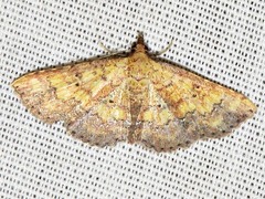 Cerynea thermesialis