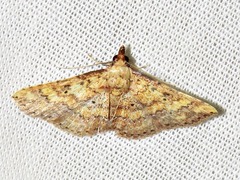 Cerynea thermesialis