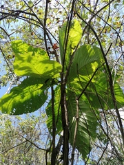 Condamineeae