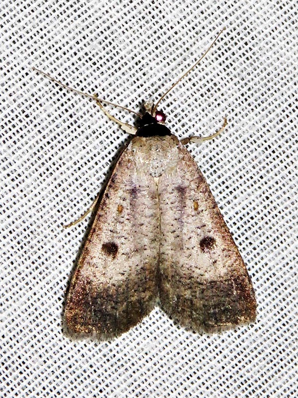 Tathorhynchus homogyna