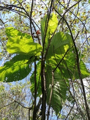 Condamineeae