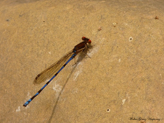 Argia joergenseni