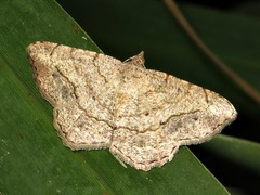 Chiasmia sororcula