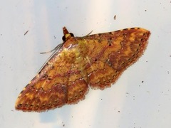 Cerynea thermesialis