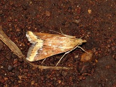 Achyra coelatalis
