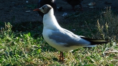 Chroicocephalus ridibundus