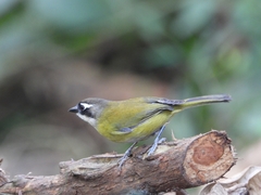 Chlorospingus flavopectus
