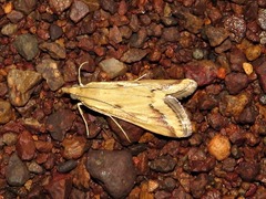 Achyra coelatalis