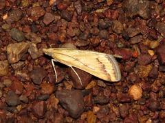 Achyra coelatalis
