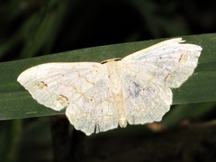 Scopula addictaria
