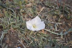 Oenothera acaulis