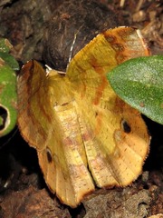 Petrodava leucicolor