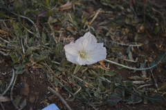 Oenothera acaulis
