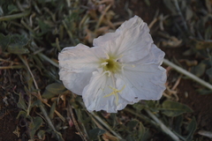 Oenothera acaulis