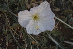 Oenothera acaulis