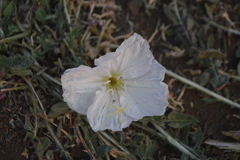 Oenothera acaulis