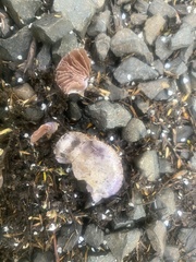 Cortinarius austrovaginatus