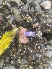 Cortinarius austrovaginatus
