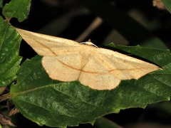 Conolophia rectistrigaria