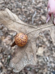 Atrusca quercuscentricola