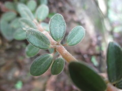 Peperomia galioides