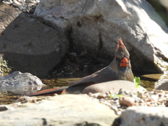 Cardinalis