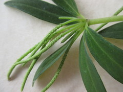 Peperomia galioides