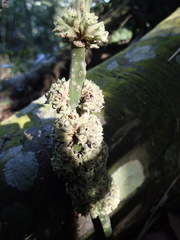 Paraphlomis tomentosocapitata