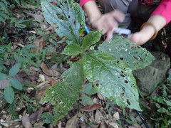 Paraphlomis tomentosocapitata