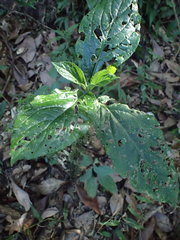 Paraphlomis tomentosocapitata