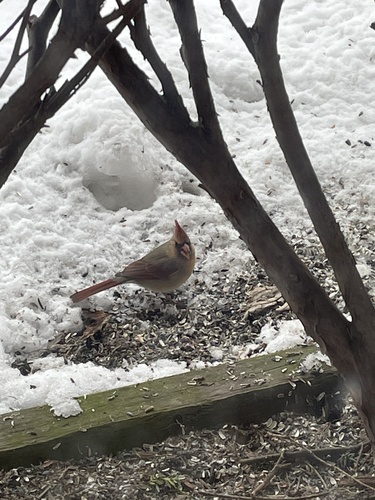 Northern Cardinal photographed in Illinois