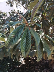 Eriobotrya japonica