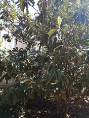 Eriobotrya japonica