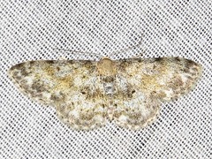 Scopula nigrinotata