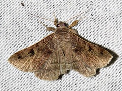 Mocis mutuaria