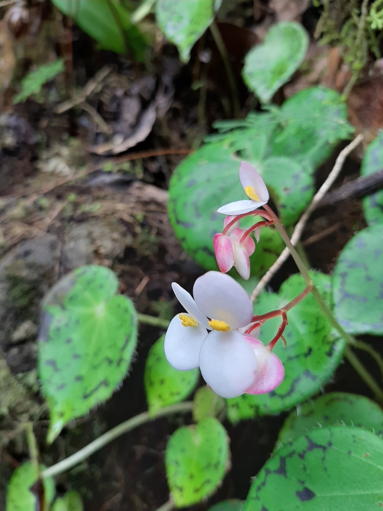 Begonia cristobalensis